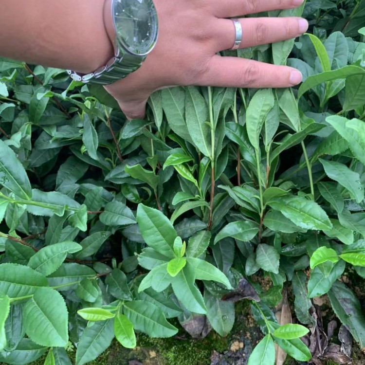 紫鵑茶苗 廠家價格優(yōu)惠 無水茶苗  種植基地品種齊全