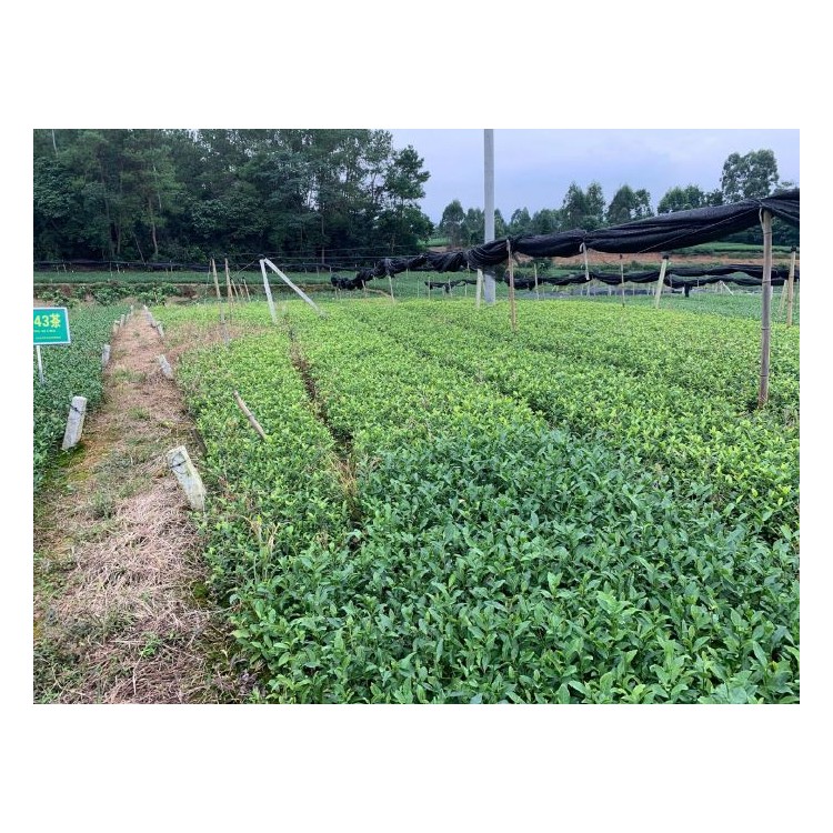 黃金芽茶苗 生產(chǎn)基地 五年生茶樹苗  廠家供應