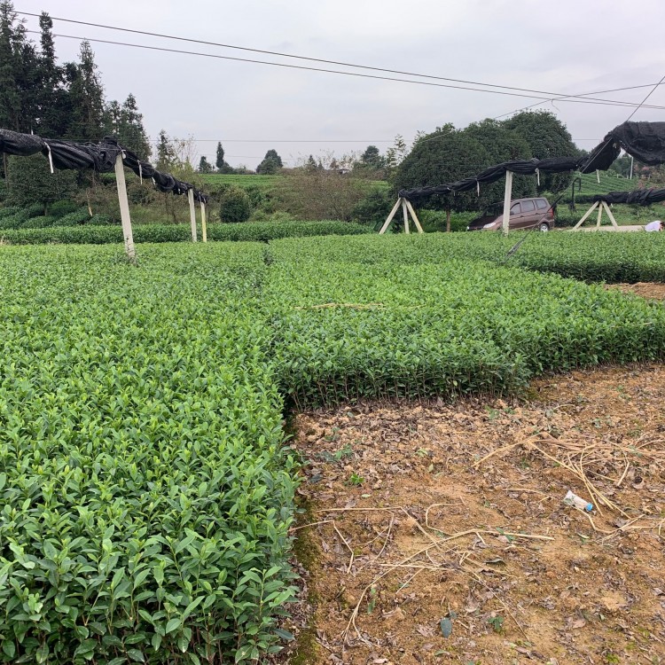 蒙山9號茶苗 優(yōu)質(zhì)茶樹苗批發(fā)價 黃金芽茶苗  貨源地進(jìn)貨渠道