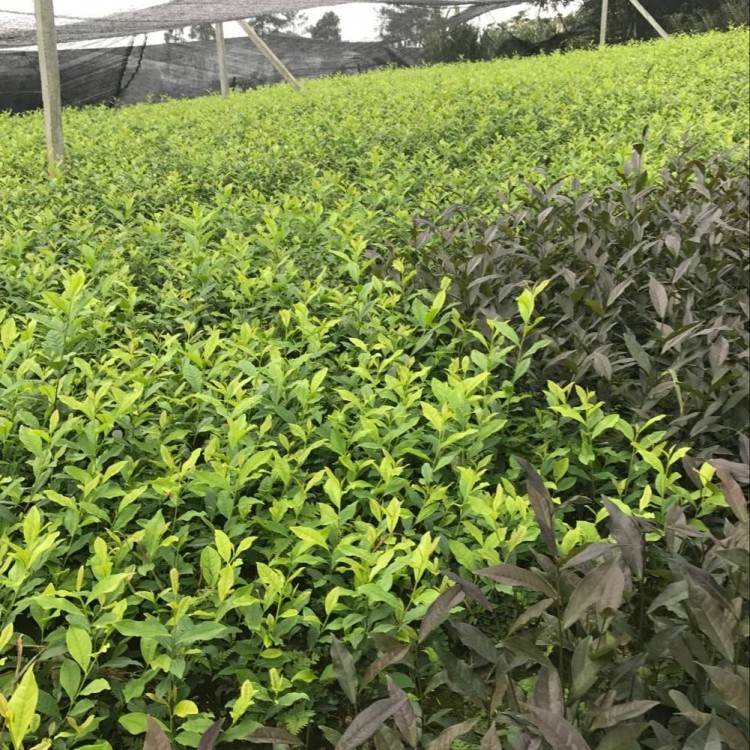 福鼎大白茶苗 批發(fā)電話 蒙山9號茶苗  種植基地品種齊全