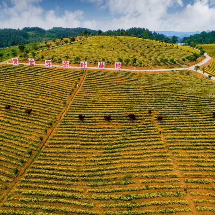 黃金芽茶苗 廠家供應(yīng) 龍井43茶苗  批發(fā)價(jià)格