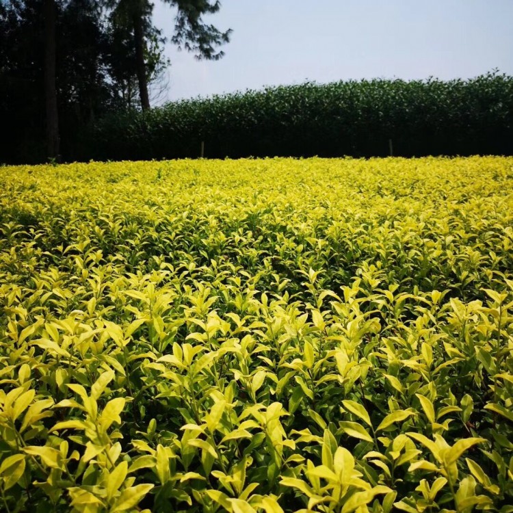 云南大葉茶樹苗 批發(fā)電話 五年生茶樹苗  種植基地品種齊全