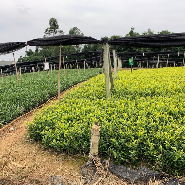 云南大葉茶樹苗 批發(fā)基地 無水茶苗  廠家供應