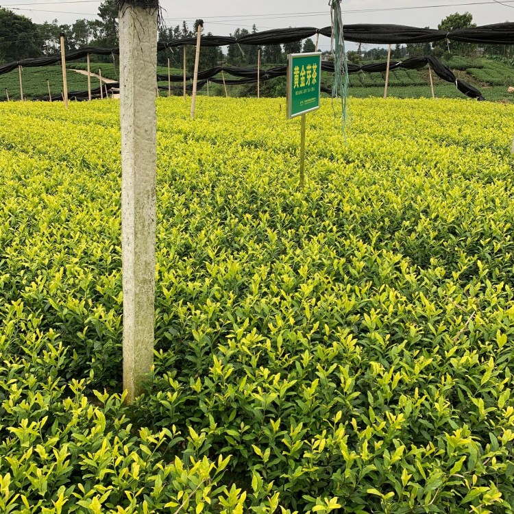 福鼎大白茶苗 批發(fā)電話 蒙山9號茶苗  種植基地品種齊全