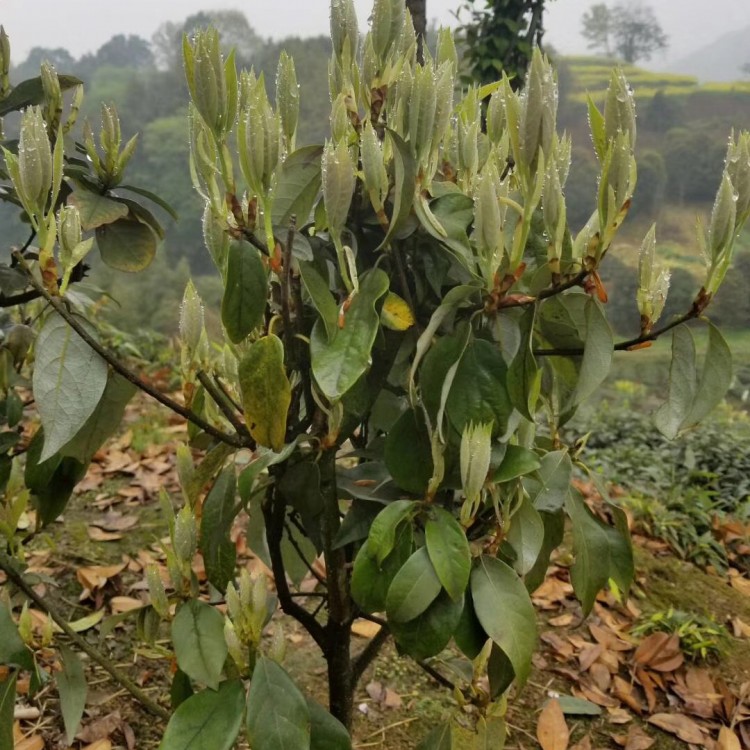 紫鵑茶苗 基地直銷 中茶108茶苗  優(yōu)質(zhì)茶葉樹苗批發(fā)