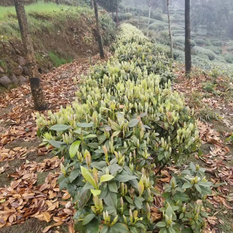 奶白茶苗 優(yōu)質(zhì)茶葉樹苗批發(fā) 中茶108茶苗  廠家價格優(yōu)惠