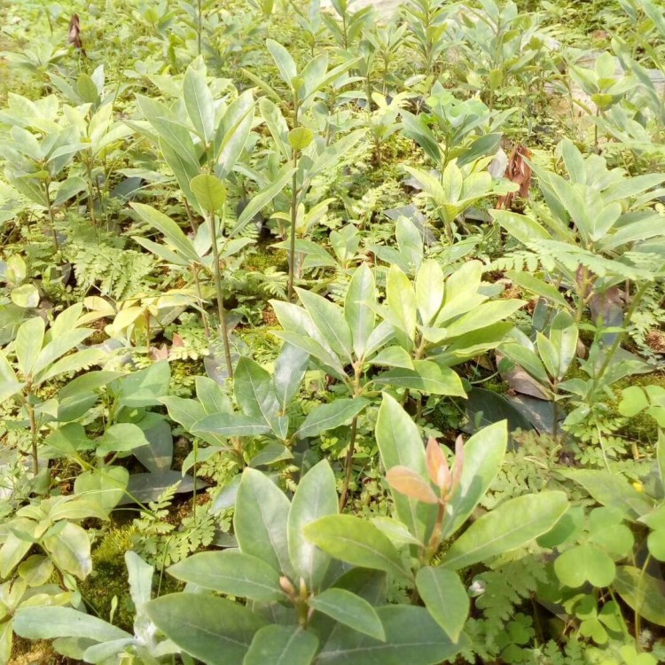 福選9號(hào)茶苗 基地直銷(xiāo) 云南大葉茶樹(shù)苗  批發(fā)電話(huà)