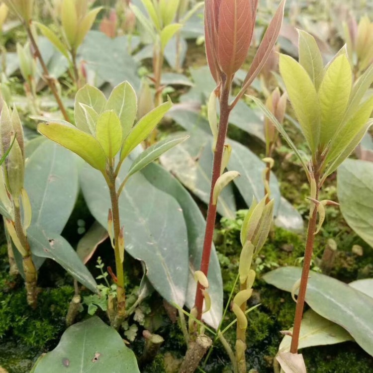 福鼎大白茶苗 批發(fā)電話 蒙山9號茶苗  種植基地品種齊全