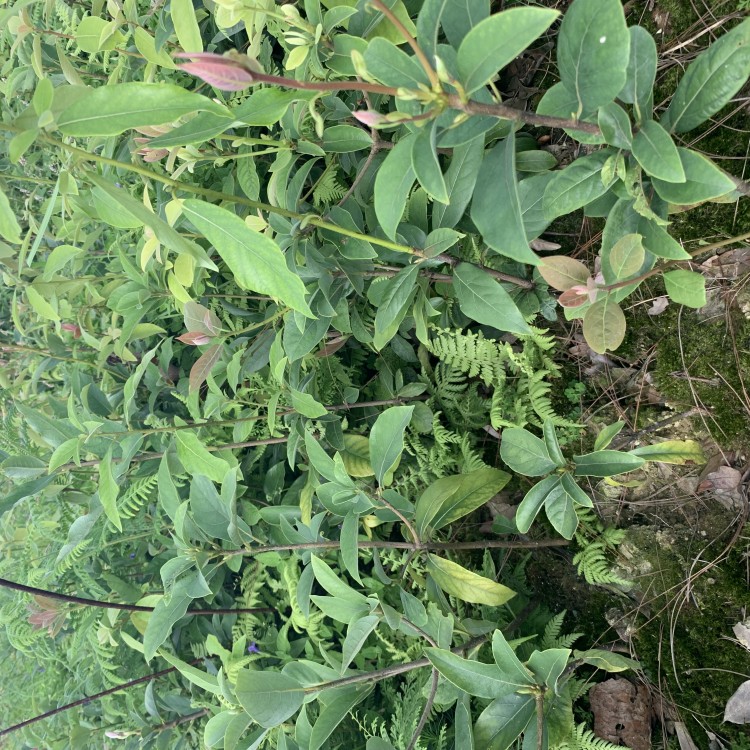 黃金芽茶苗 種植基地品種齊全 黃金芽茶苗  廠家價(jià)格優(yōu)惠