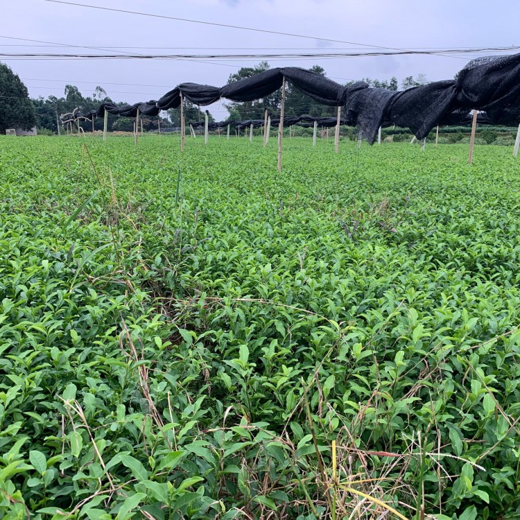 梅占茶苗 生產(chǎn)基地 梅占茶苗  廠家價(jià)格優(yōu)惠