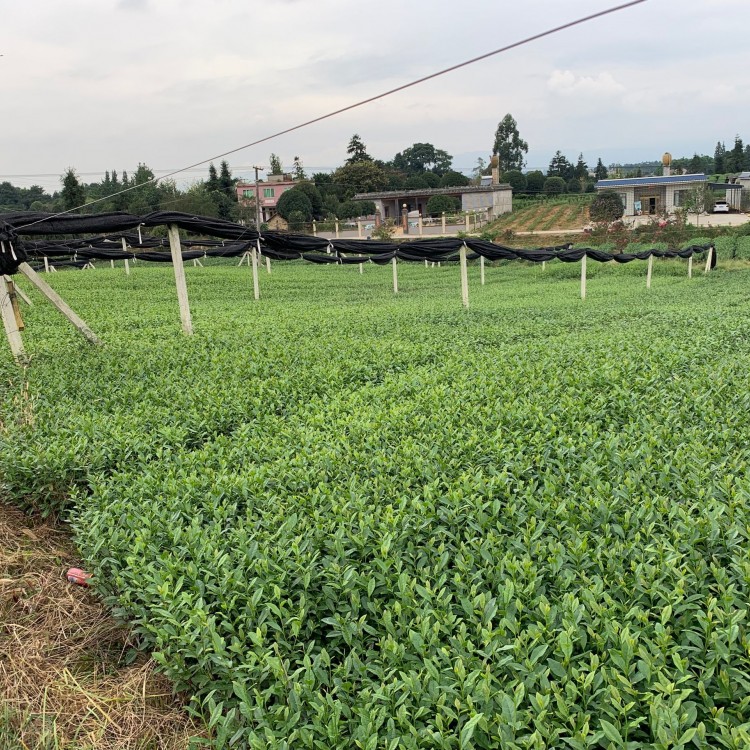 紫鵑茶苗 基地直銷 中茶108茶苗  優(yōu)質(zhì)茶葉樹苗批發(fā)