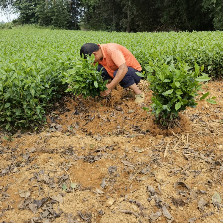 云南大葉茶樹(shù)苗 優(yōu)質(zhì)茶樹(shù)苗批發(fā)價(jià) 名選131茶苗  批發(fā)基地