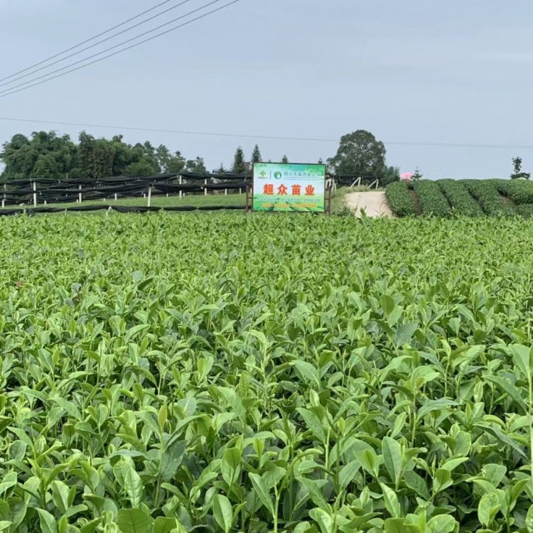 云南大葉茶樹苗 批發(fā)電話 黃金芽茶苗  優(yōu)質(zhì)茶葉樹苗批發(fā)