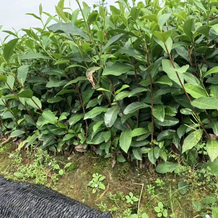 福選9號茶苗 種植基地品種齊全 龍井43茶苗  生產(chǎn)基地