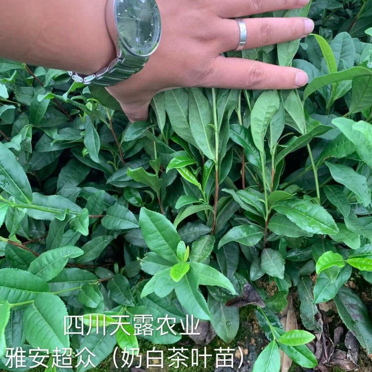 五年生茶樹苗 批發(fā)基地 蒙山9號茶苗  價格