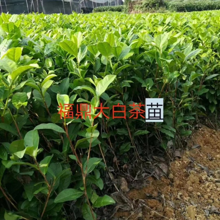 龍井43茶苗 批發(fā)基地 紫鵑茶苗  生產(chǎn)基地