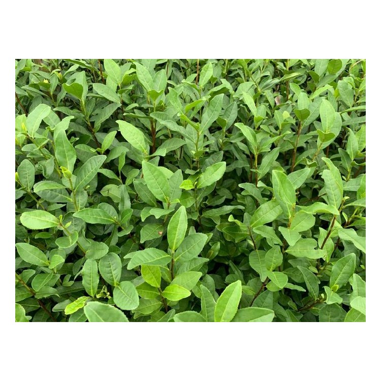 無(wú)水茶苗 生產(chǎn)基地 龍井43茶苗  優(yōu)質(zhì)茶葉樹(shù)苗批發(fā)