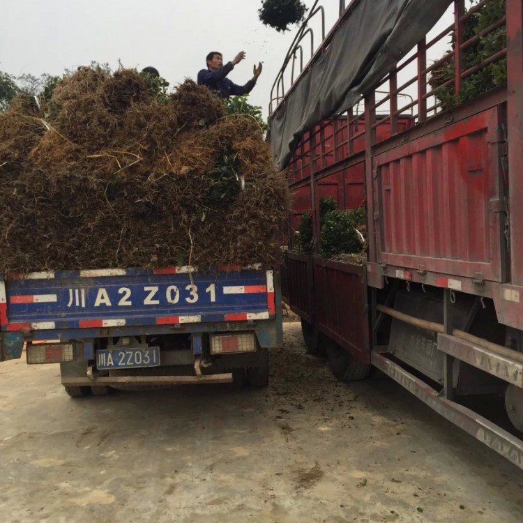 中茶108茶苗 生產基地 黃金芽茶苗  批發(fā)價格優(yōu)惠