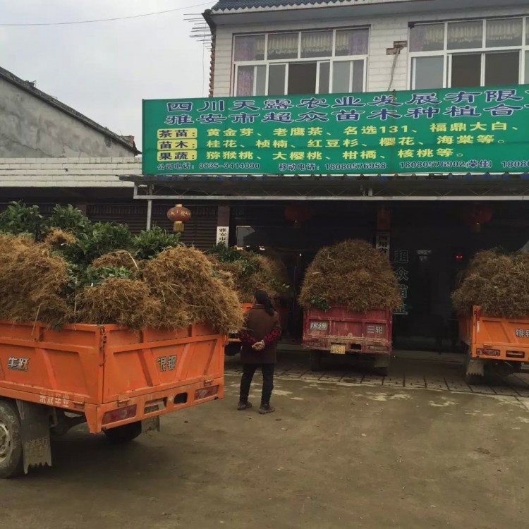 中茶108茶苗 廠家直銷 福鼎大白茶苗  批發(fā)價(jià)格優(yōu)惠