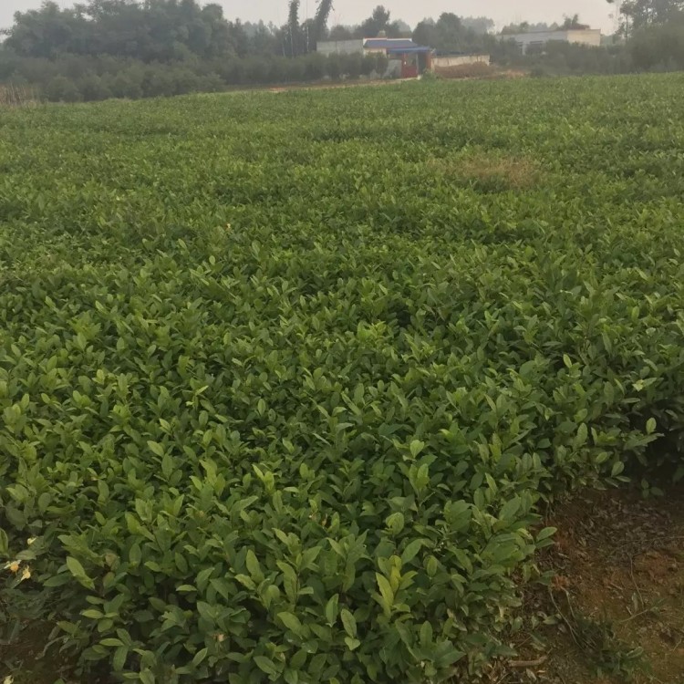 福鼎大白茶苗 基地直銷(xiāo) 云南大葉茶樹(shù)苗  批發(fā)基地