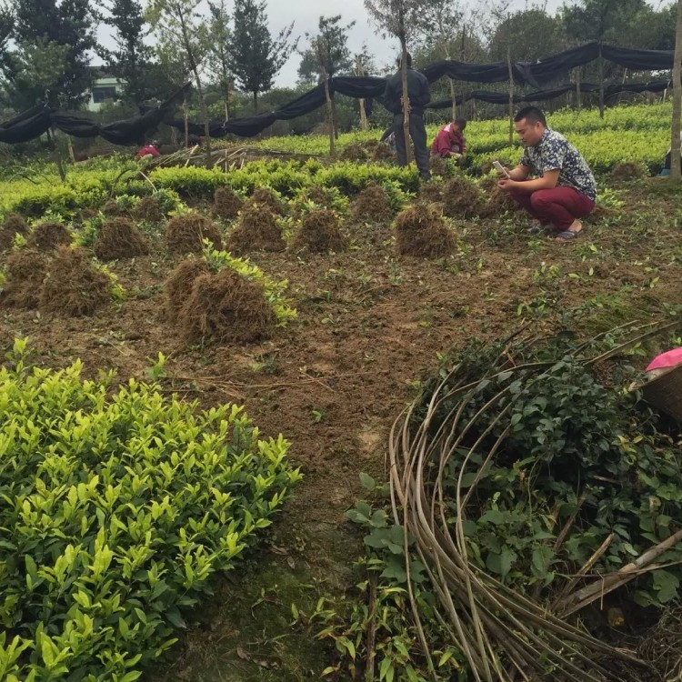 梅占茶苗 廠家價(jià)格優(yōu)惠 云南大葉茶樹(shù)苗  種植基地品種齊全