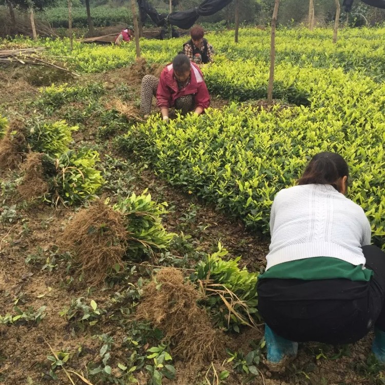 云南大葉茶樹苗 廠家供應(yīng) 老鷹茶苗  批發(fā)電話