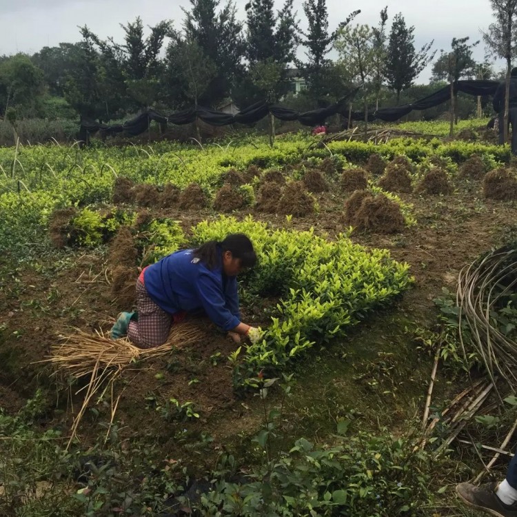 中茶108茶苗 種植基地品種齊全 梅占茶苗  基地直銷