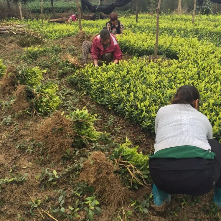 龍井43茶苗 批發(fā)基地 奶白茶苗  貨源地進(jìn)貨渠道