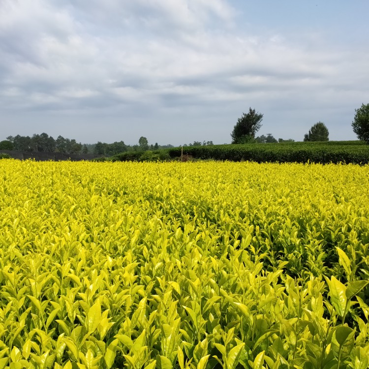 中茶108茶苗 價(jià)格 福鼎大白茶苗  價(jià)格