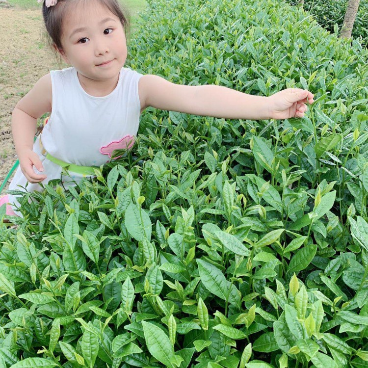 無(wú)水茶苗 批發(fā)電話 云南大葉茶樹(shù)苗  貨源地進(jìn)貨渠道