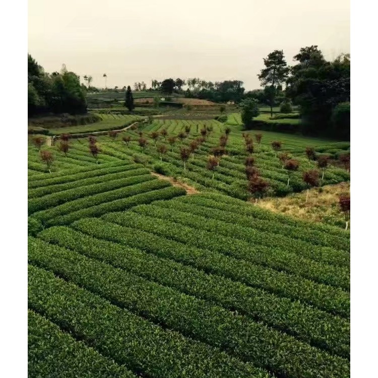 云南大葉茶樹苗 優(yōu)質(zhì)茶樹苗批發(fā)價(jià) 名選131茶苗  批發(fā)基地