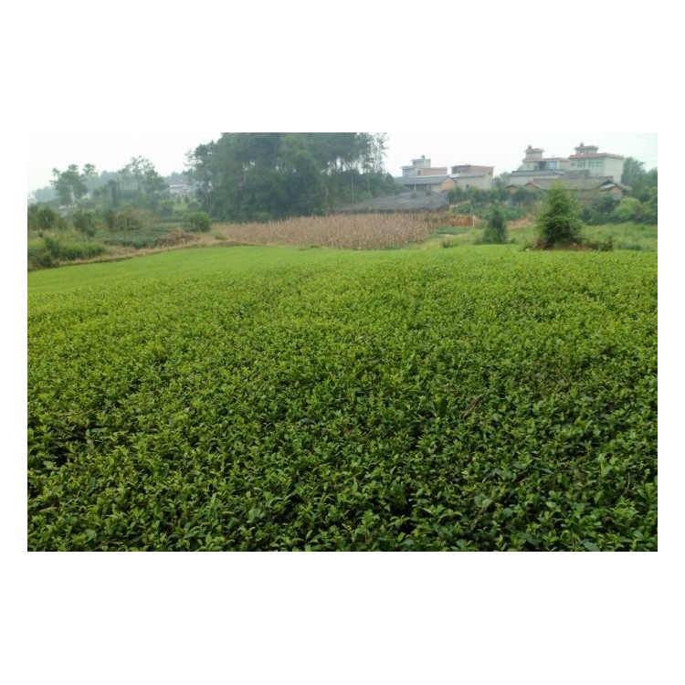 黃金芽茶苗 優(yōu)質(zhì)茶樹苗批發(fā)價(jià) 福選9號茶苗  優(yōu)質(zhì)茶樹苗批發(fā)價(jià)