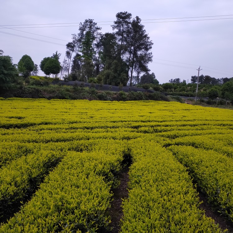 蒙山9號茶苗 廠家供應 無水茶苗  廠家供應