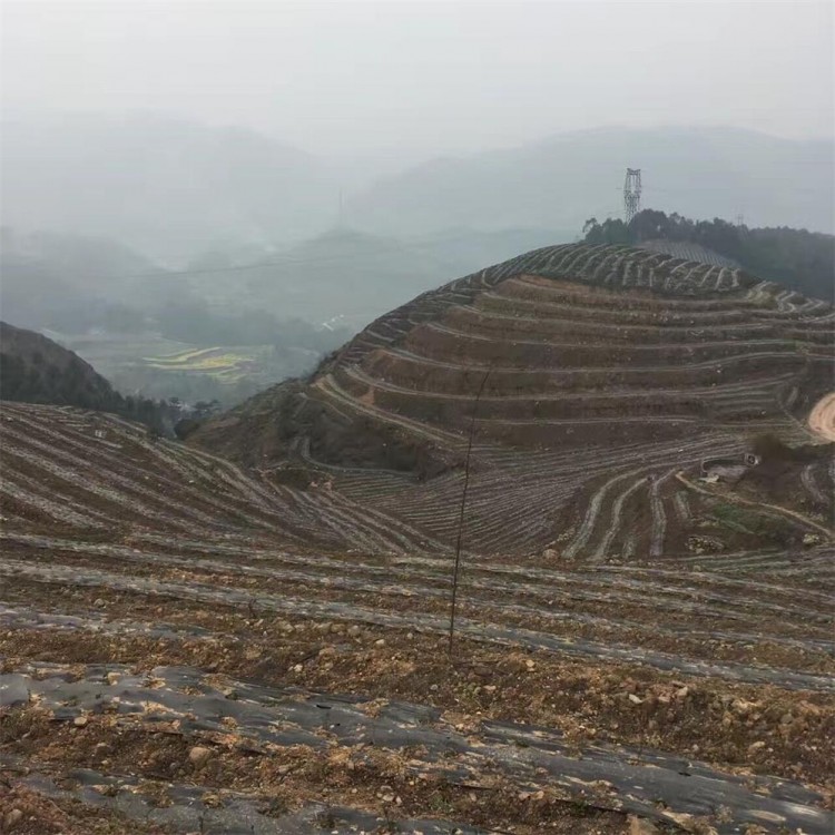 無水茶苗 價格 無水茶苗  廠家直銷