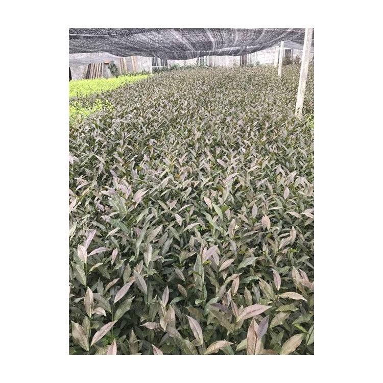 龍井43茶苗 優(yōu)質(zhì)茶葉樹苗批發(fā) 老鷹茶苗  種植基地品種齊全