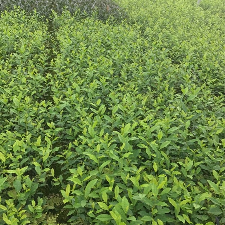 奶白茶苗 基地直銷(xiāo) 中茶108茶苗  批發(fā)價(jià)格優(yōu)惠