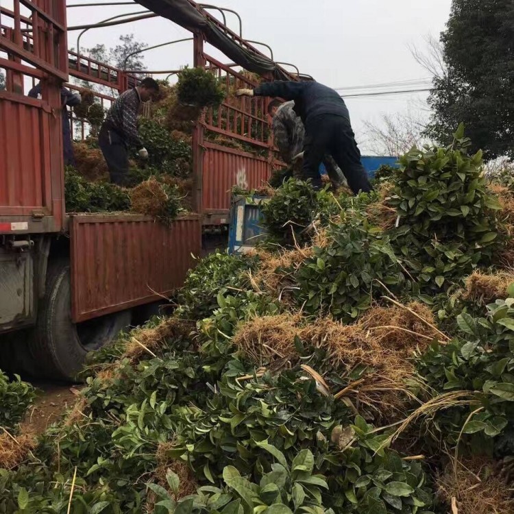 云南大葉茶樹苗 優(yōu)質(zhì)茶葉樹苗批發(fā) 梅占茶苗  價(jià)格