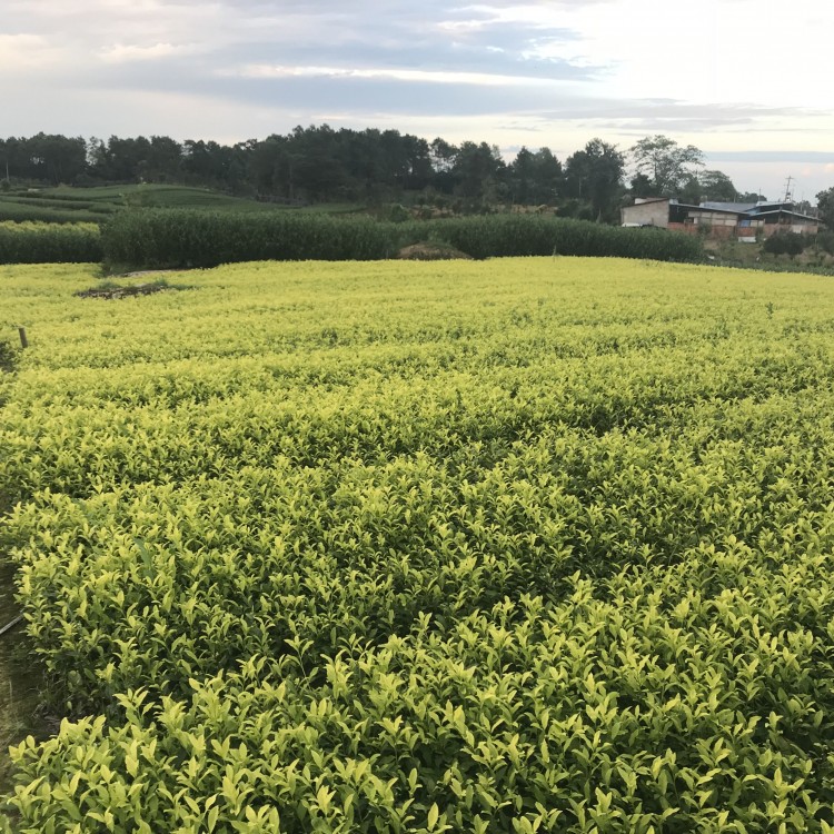 云南大葉茶樹苗 批發(fā)電話 黃金芽茶苗  優(yōu)質(zhì)茶葉樹苗批發(fā)