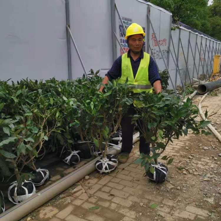 梅占茶苗 優(yōu)質茶樹苗批發(fā)價 無水茶苗  廠家直銷