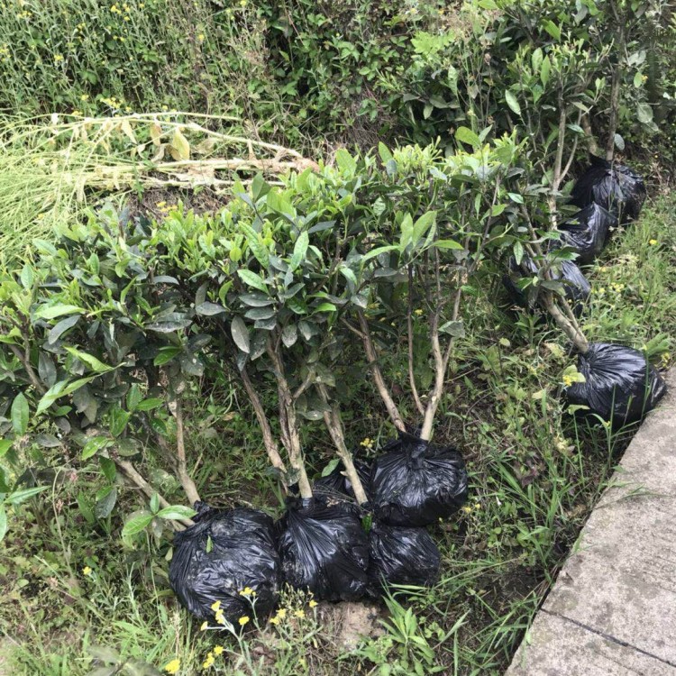 黃金芽茶苗 批發(fā)基地 梅占茶苗  貨源地進(jìn)貨渠道