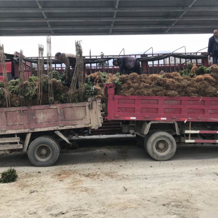 無水茶苗 生產(chǎn)基地 黃金芽茶苗  基地直銷