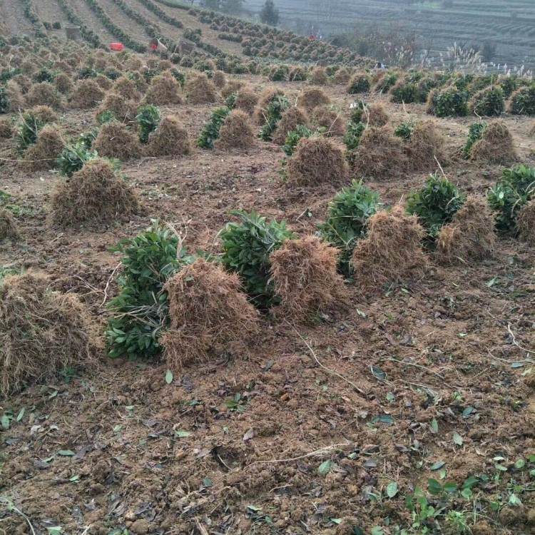 五年生茶樹苗 批發(fā)基地 蒙山9號茶苗  價格