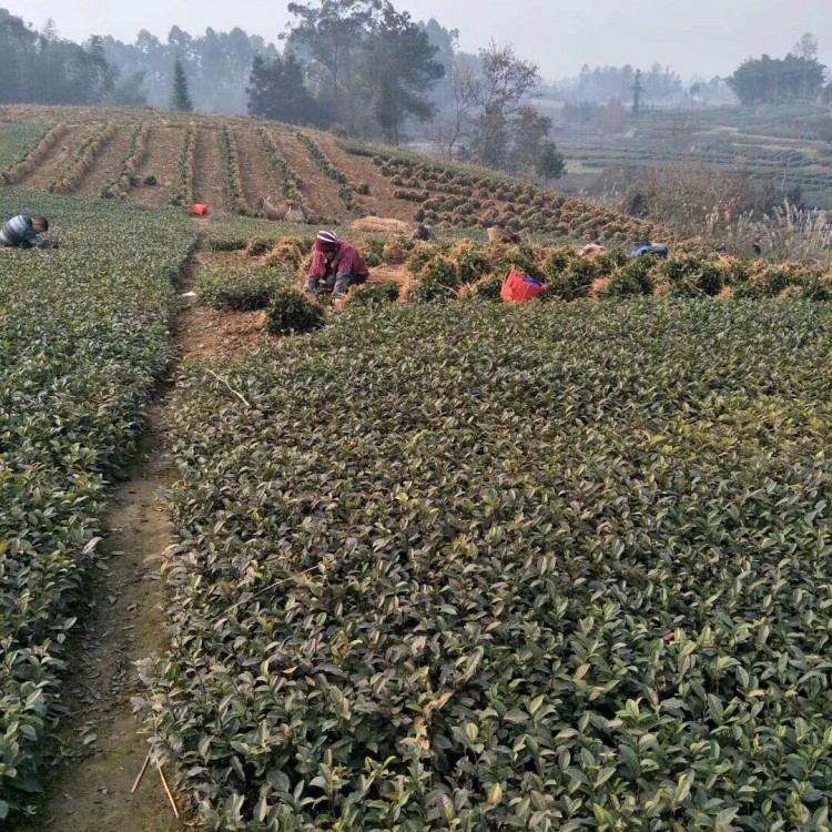 梅占茶苗 廠家供應(yīng) 中茶108茶苗  批發(fā)基地