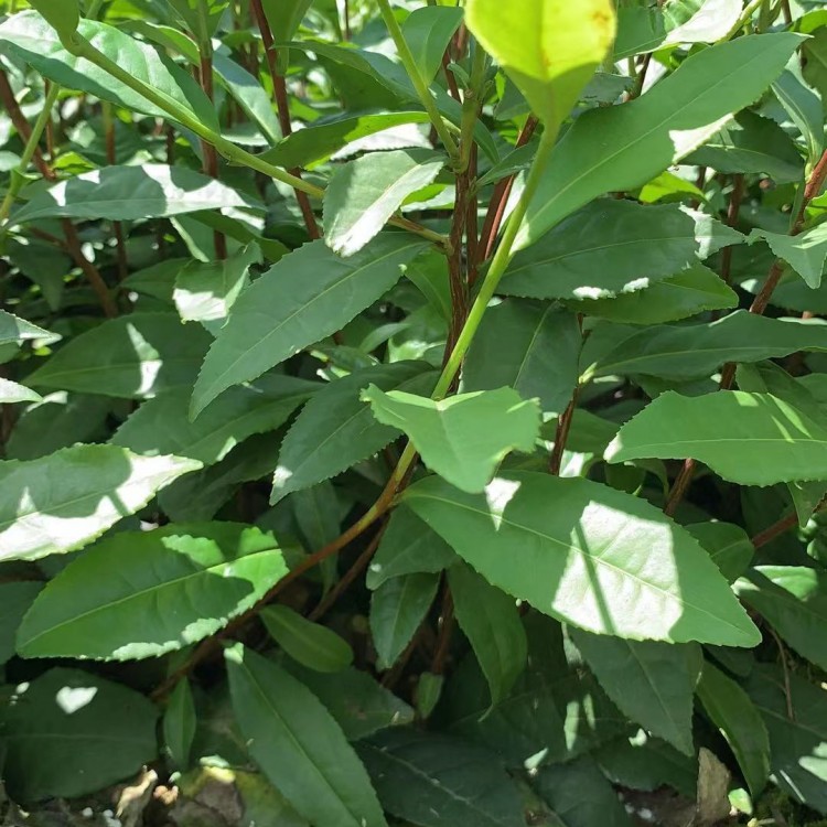 梅占茶苗 貨源地進(jìn)貨渠道 云南大葉茶樹(shù)苗  批發(fā)價(jià)格