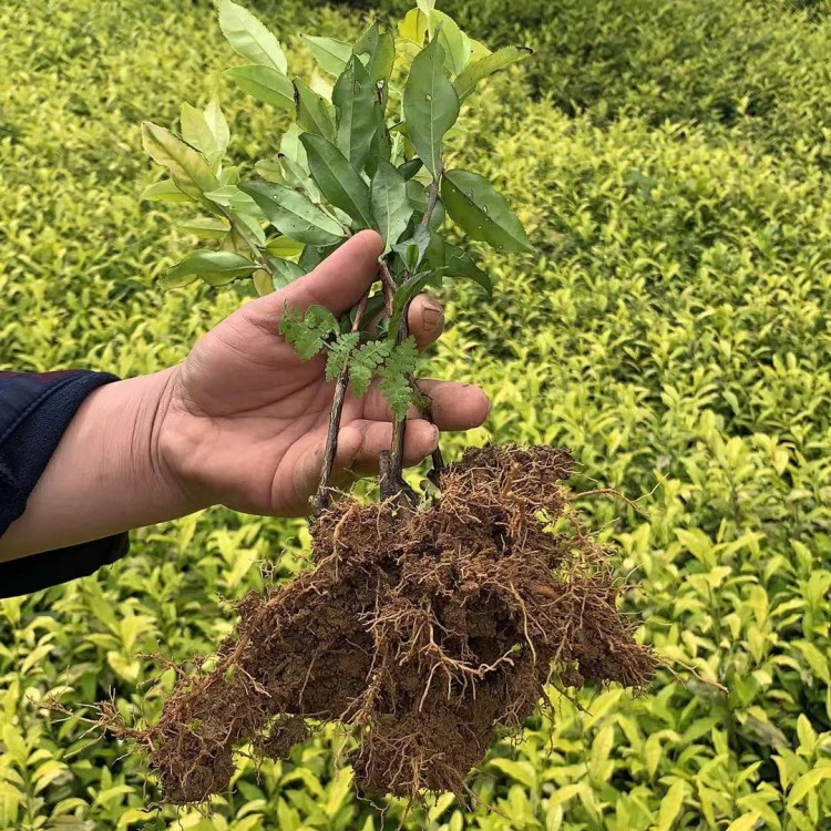 中茶108茶苗 生產基地 黃金芽茶苗  批發(fā)價格優(yōu)惠