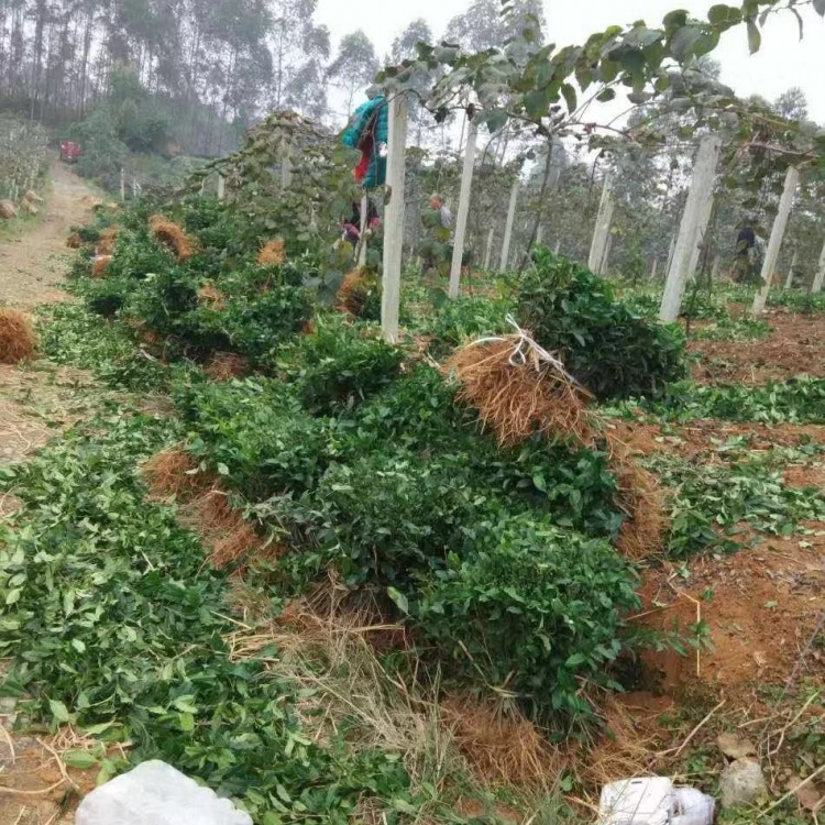 中茶108茶苗 生產(chǎn)基地 紫鵑茶苗  廠家直銷