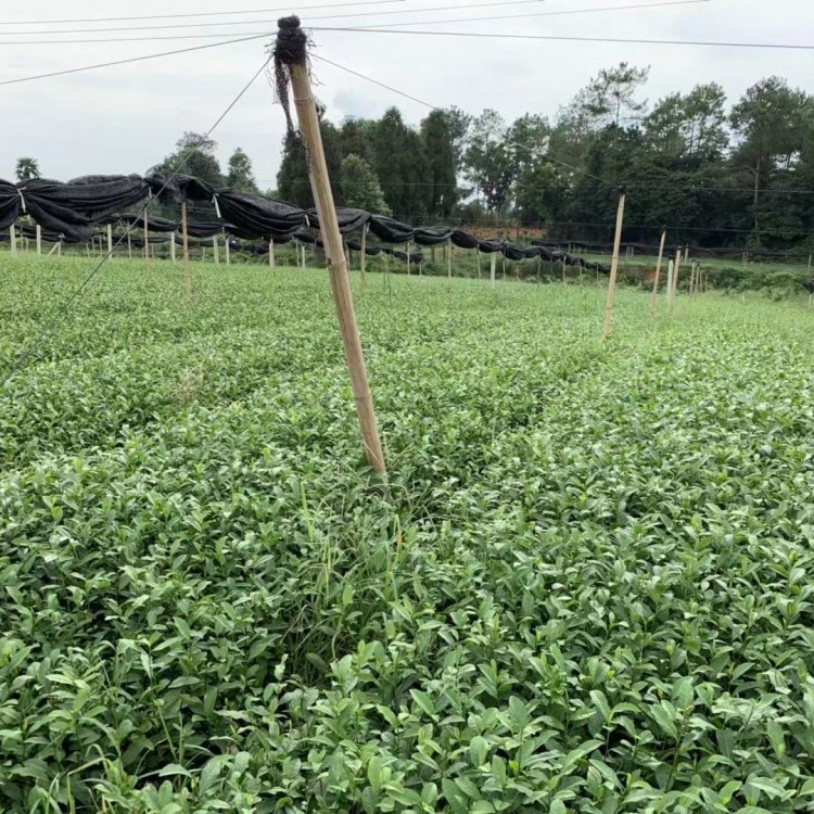 蒙山9號(hào)茶苗 種植基地品種齊全 五年生茶樹苗  種植基地品種齊全