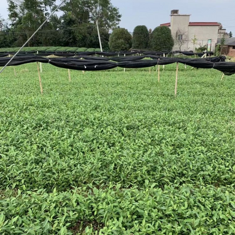 福鼎大白茶苗 廠家供應(yīng) 紫鵑茶苗  基地直銷