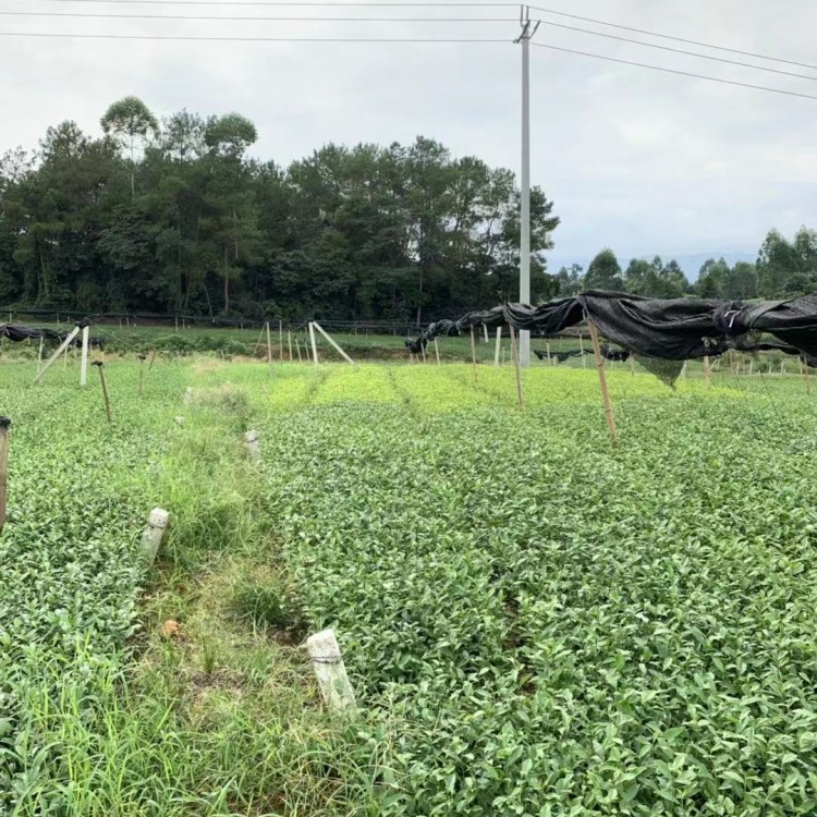 中茶108茶苗 廠家直銷 五年生茶樹苗  廠家直銷