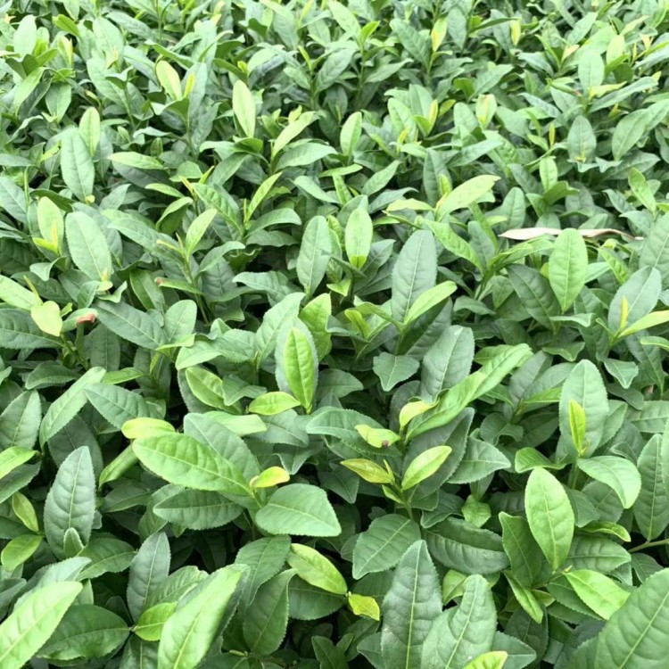 老鷹茶苗 批發(fā)基地 中茶108茶苗  批發(fā)價格